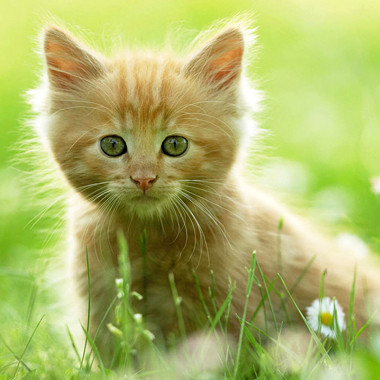 Тұрмысқа шыққан жас әйелді былғады